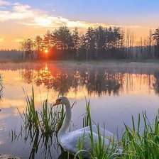 Схема вышивки «одинокий лебедь»