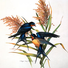 Схема вышивки «птицы»