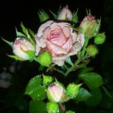 Схема вышивки «Розы»