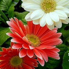 Схема вышивки «Хризантемы»