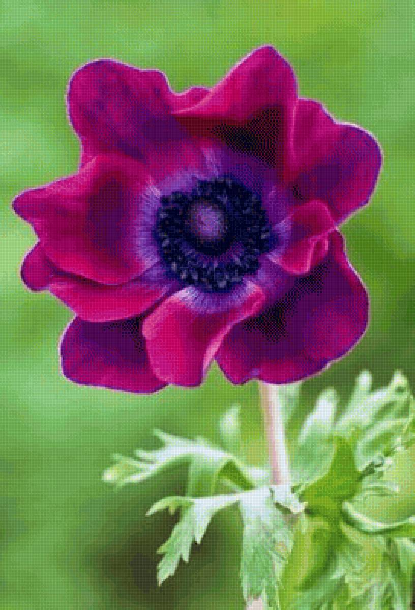 анемон - анемоны, цветы - предпросмотр