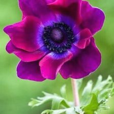 Схема вышивки «анемон»