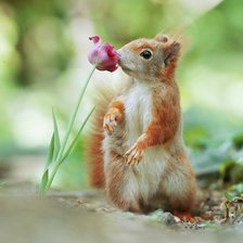 Схема вышивки «Белочка с тюльпаном»