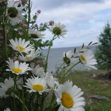 Схема вышивки «Пейзаж с ромашками»