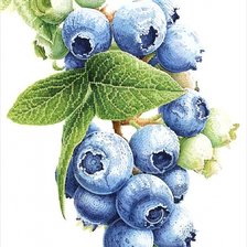 Схема вышивки «Черника2»