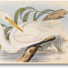 Схема вышивки «птица»