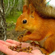 Схема вышивки «Угощение»