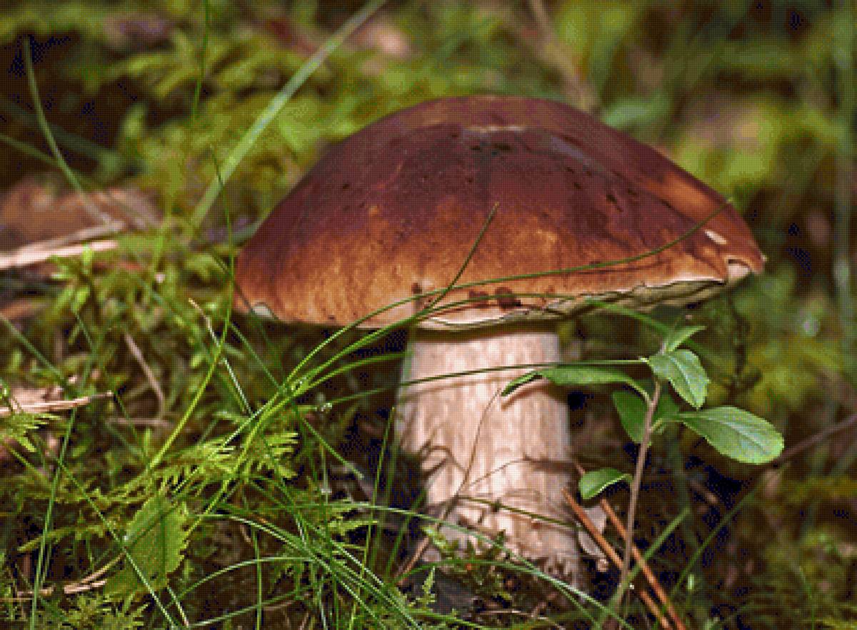 Белый гриб - боровик, грибы - предпросмотр