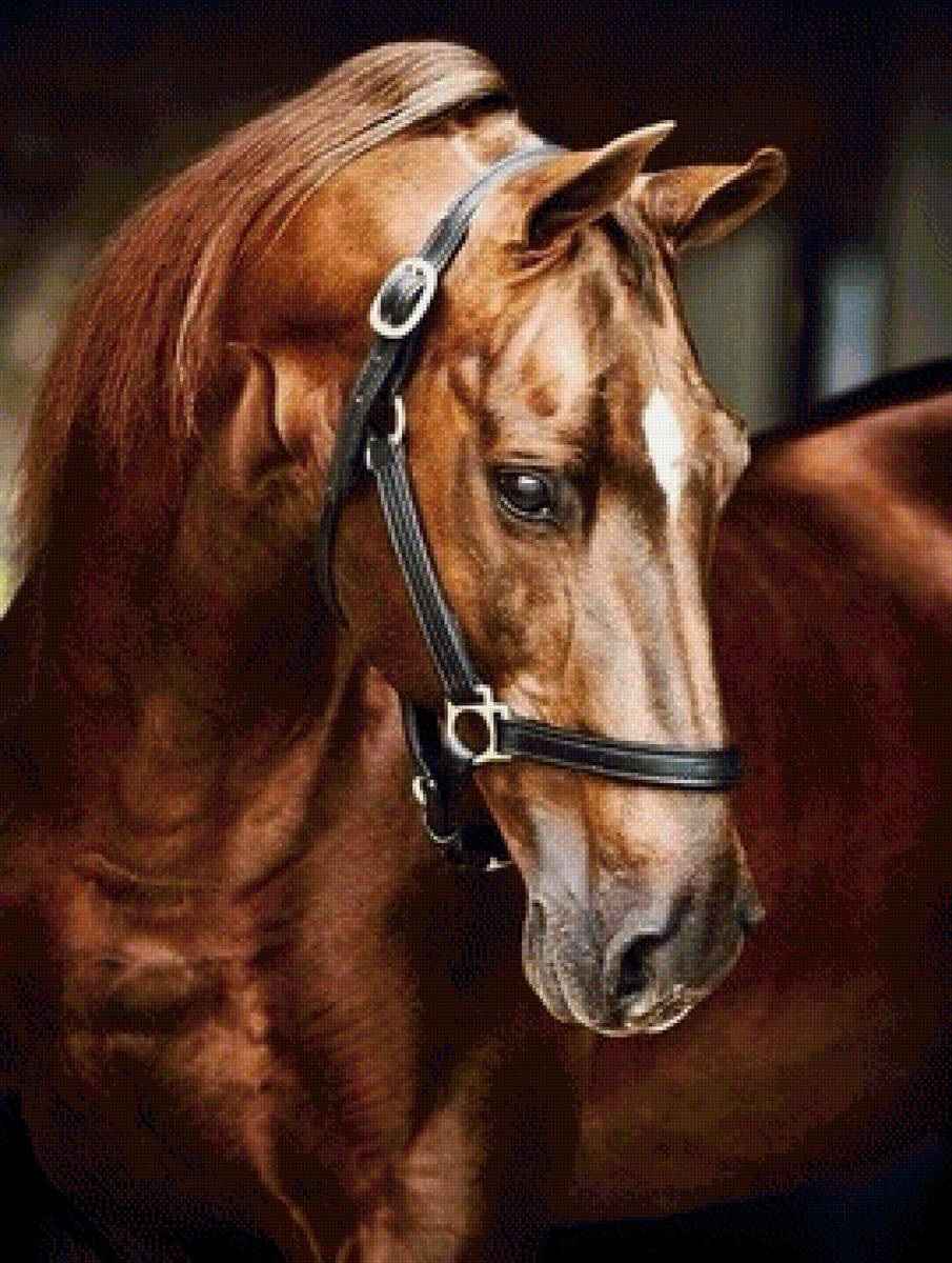 Лошадь - предпросмотр