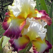 Схема вышивки «Ирис»