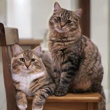 Схема вышивки «№2288540»