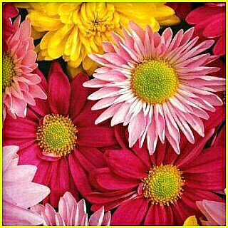 хризантемы - хризантемы, цветы - оригинал