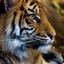 Схема вышивки «Тигр»