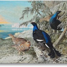 Схема вышивки «птицы»