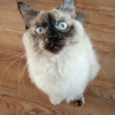 Схема вышивки «Киса»