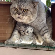 Схема вышивки «Под защитой»