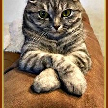 Схема вышивки «Сердитый»