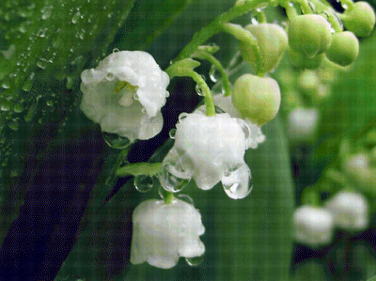 Ландыши - ландыши, цветы - предпросмотр