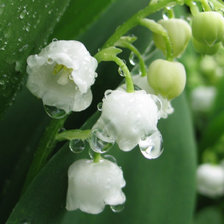 Схема вышивки «Ландыши»