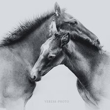 Схема вышивки «Пара жеребят»