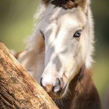 Схема вышивки «Голубоглазый»