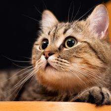 Схема вышивки «Усатый, полосатый»