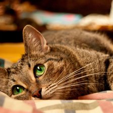 Схема вышивки «пушистый лежебока»