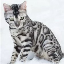 Схема вышивки «Бенгальская кошка3»