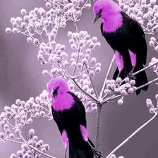 Схема вышивки «Aves Fucia»