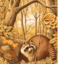 Схема вышивки «Серия "Животные". Енот»