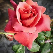 Схема вышивки «Роза»