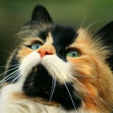 Схема вышивки «Кошачьи думы»