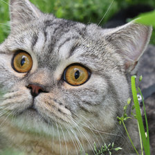 Схема вышивки «Удивление»