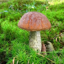 Схема вышивки «Подосиновик»