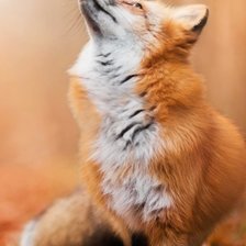 Схема вышивки «Лиса»