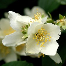 Схема вышивки «жасмин»