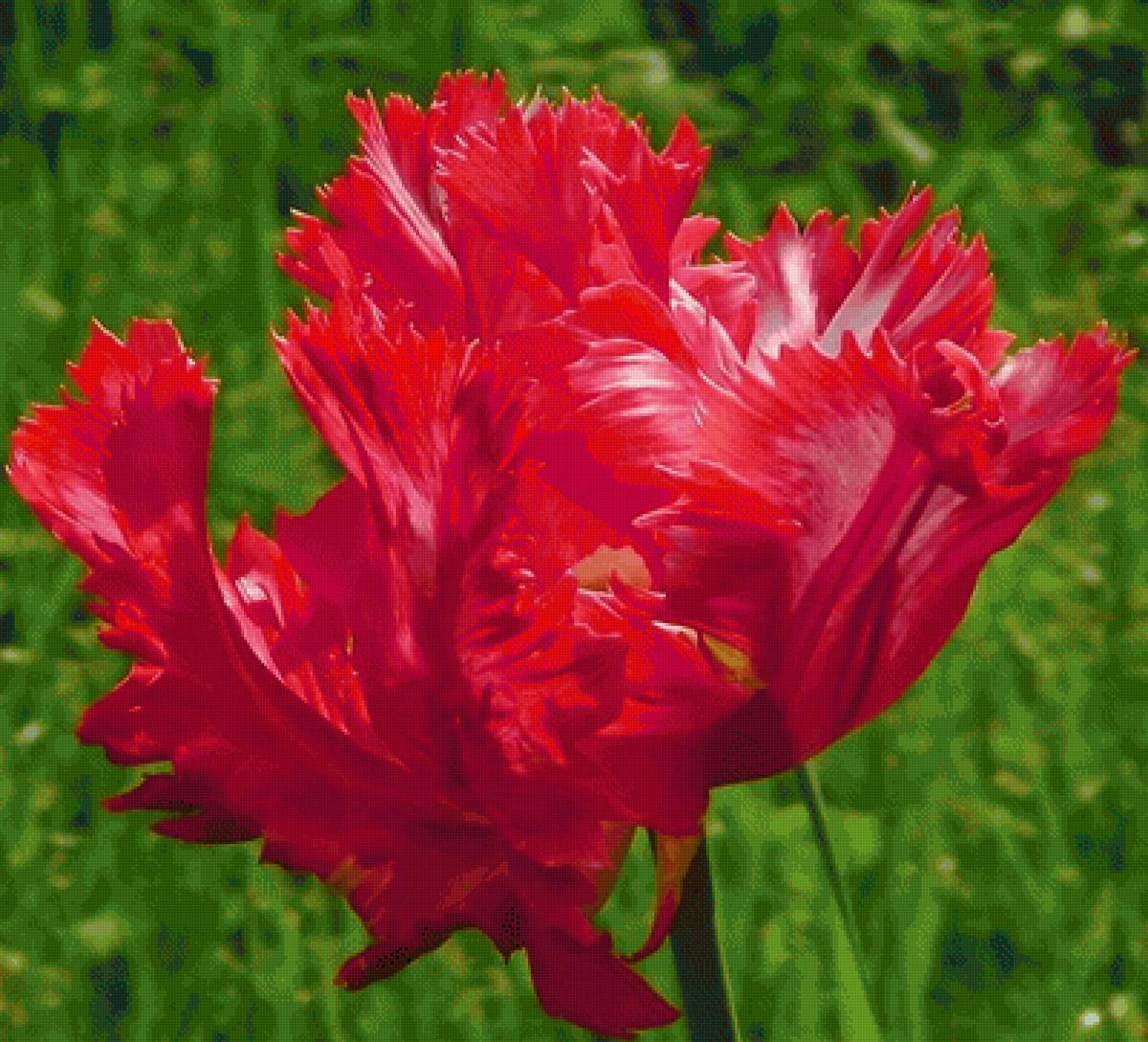 Растрёпа - тюльпан, цветы - предпросмотр