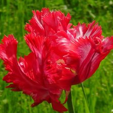 Схема вышивки «Растрёпа»