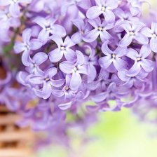 Схема вышивки «Сирень»