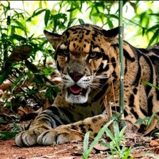 Схема вышивки «Леопард»