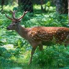 Схема вышивки «Олень»