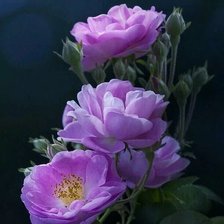 Схема вышивки «Розочки»