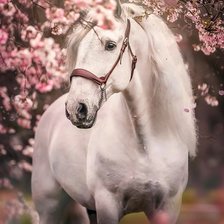 Схема вышивки «Лошадь»