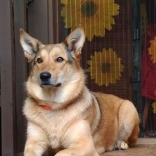 Схема вышивки «Собака Марта»