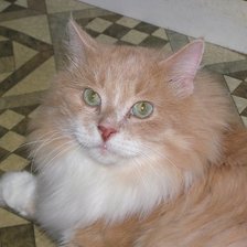 Схема вышивки «Кот Рыжик»