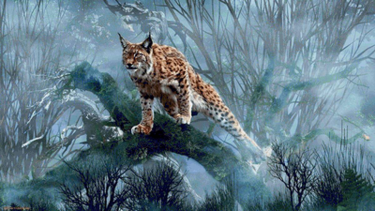 Рысь - животные, рысь - предпросмотр