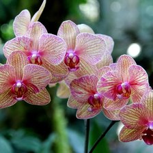 Схема вышивки «Орхидея»