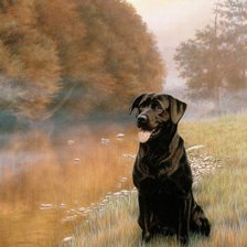 Лабродор. Даниэль Кевин Хемминг