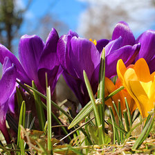 Схема вышивки «ПРИМУЛЫ»