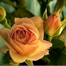 Схема вышивки «Роза»